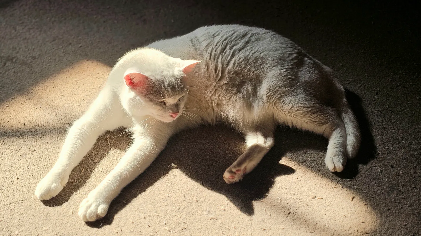 Person doing a cat-cow spine stretch